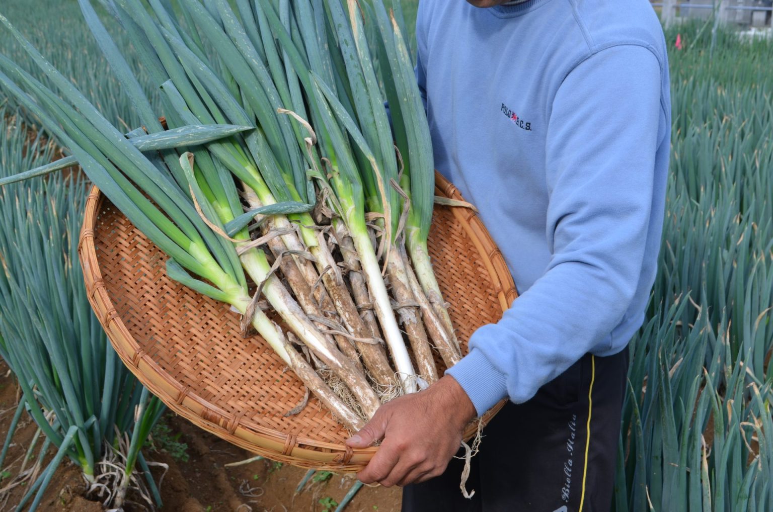 深谷ねぎ収穫体験　｜　たちばなナファーム